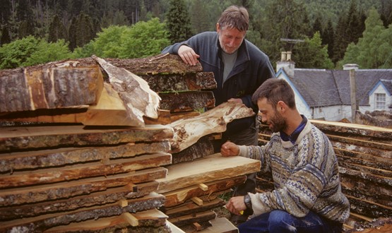 locals checking timber
