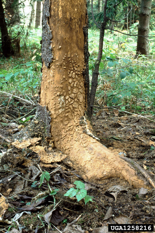 Spruce bark beetle damage