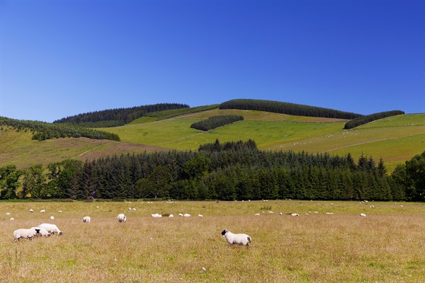 sheep and forest landscape