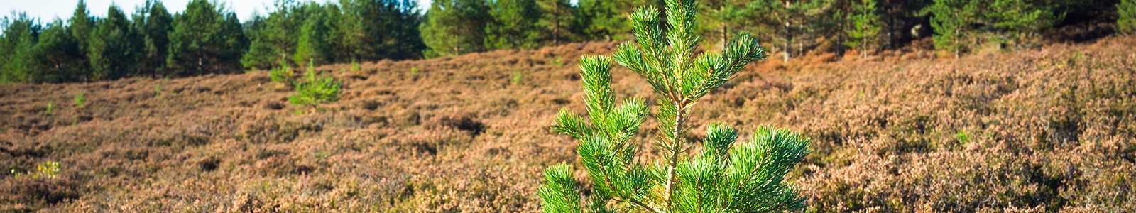 Pine sapling