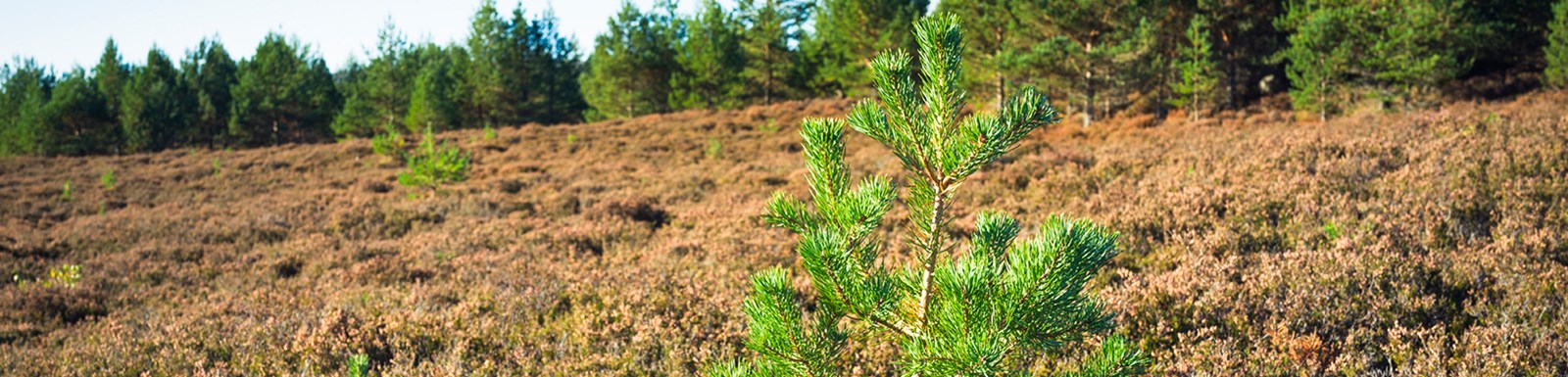 Pine sapling