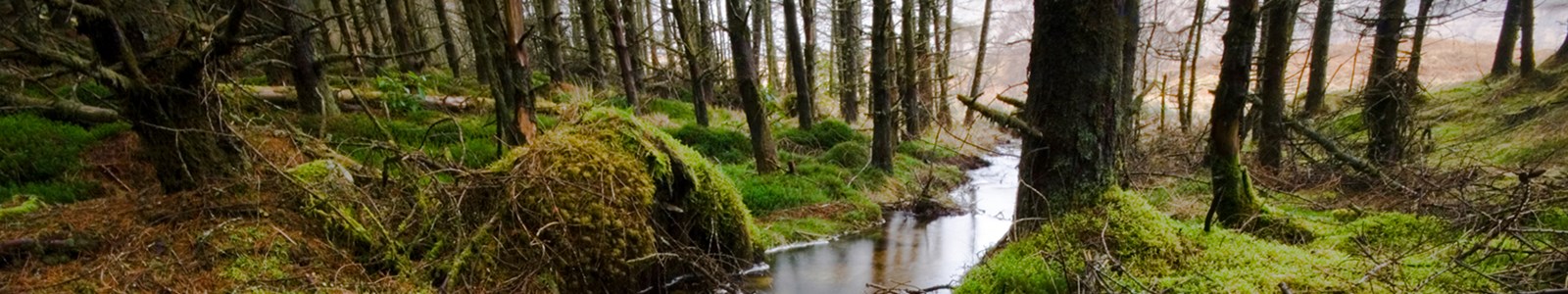 Babbling brook