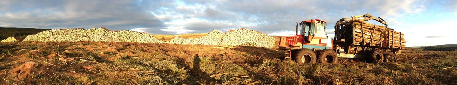 panorama timber stacks