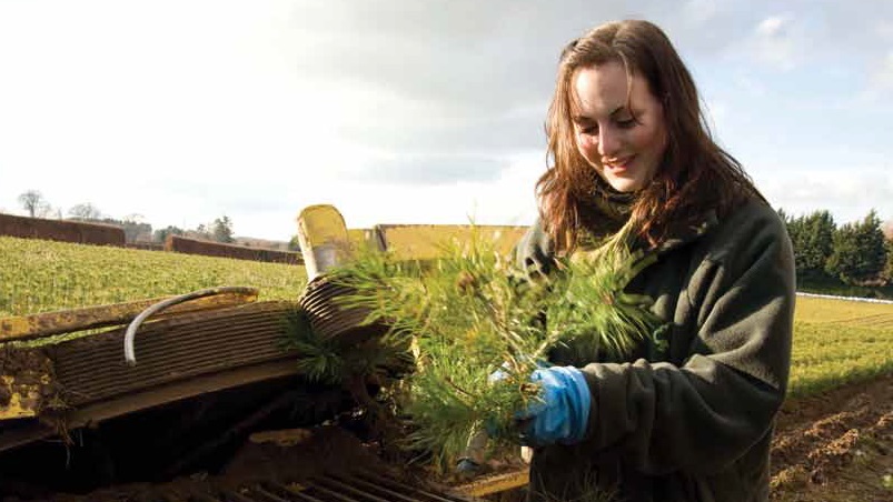Nursery and planting
