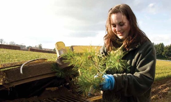 Nursery and planting