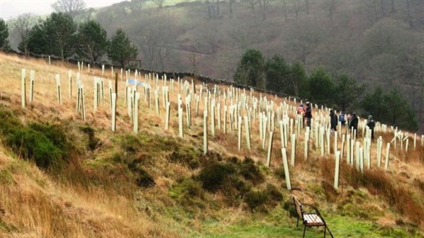 Tree planting