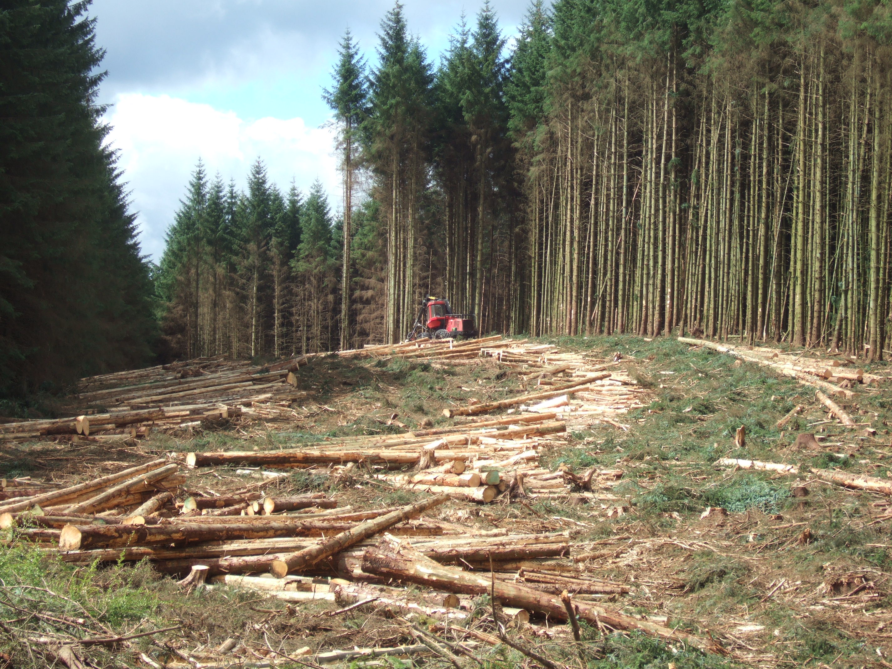 Timber harvesting