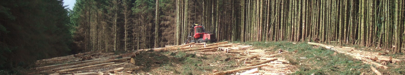 Timber harvesting