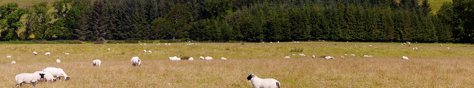 sheep and forest landscape