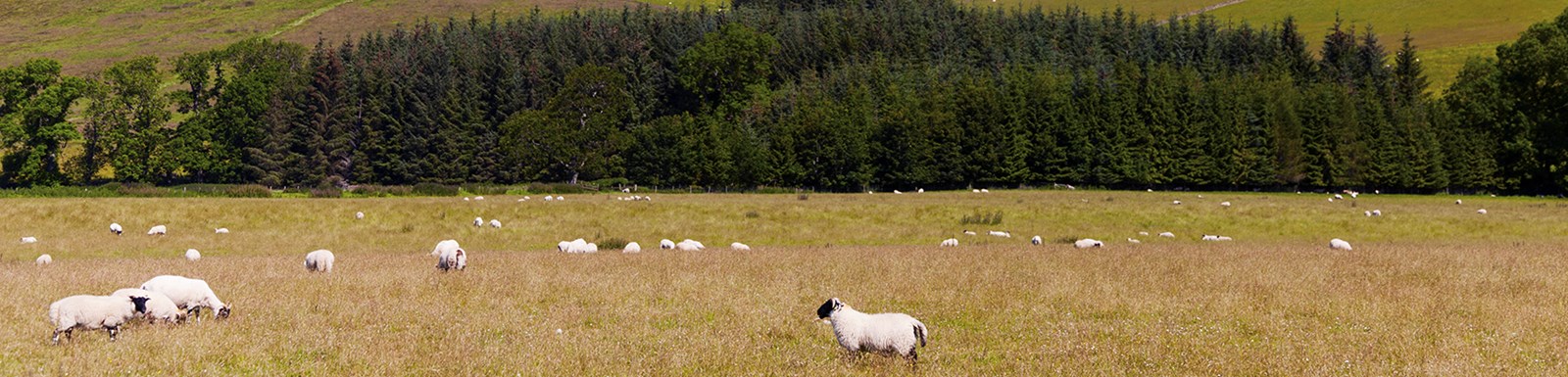 sheep and forest landscape