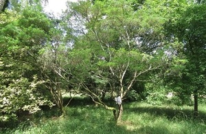 Ash dieback Mock Privet