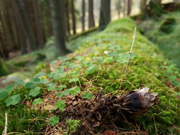 forest floor biodiversity