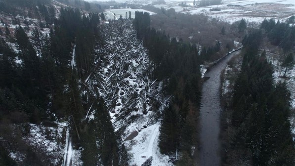 Arwen Ae Valley Norway spruce