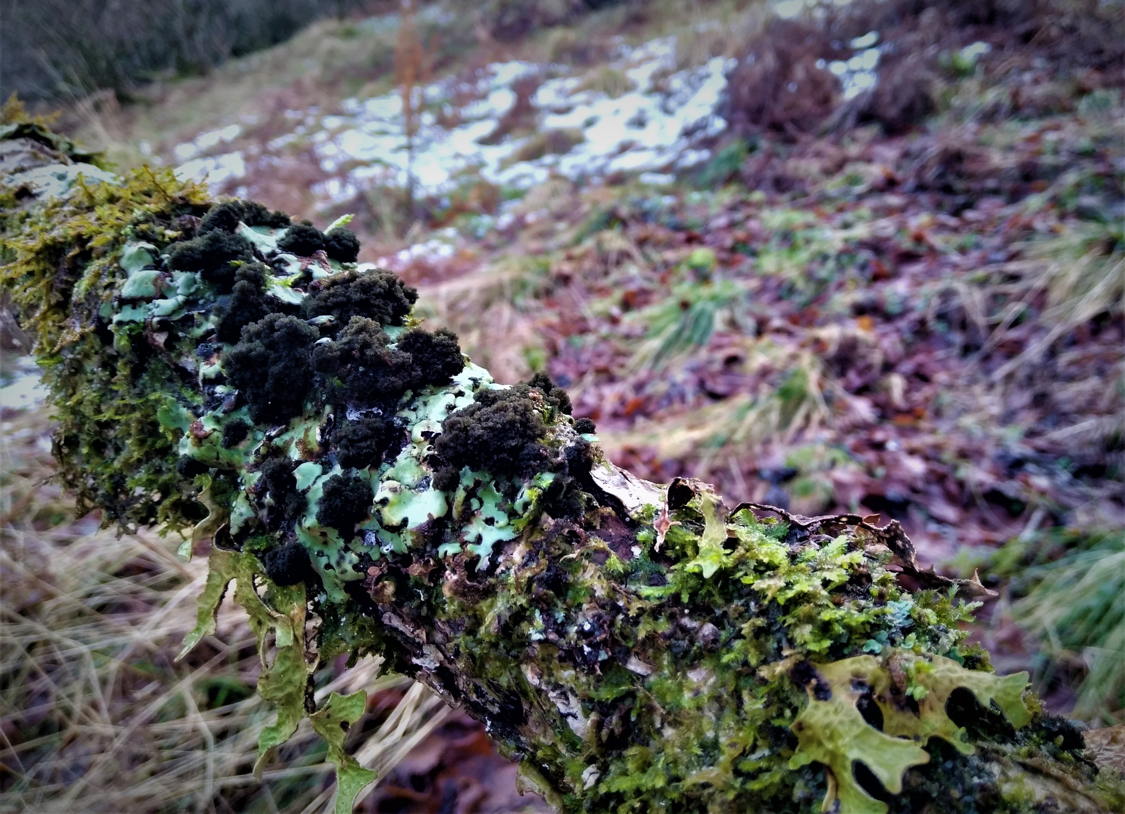 Ricasolia amplissima (formerly Lobaria amplissima) with Lobaria pulmonaria on Hazel stem - in a wintry temperate rainforest. Photo by Oliver Moore