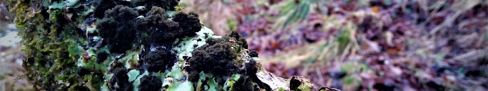 Ricasolia amplissima (formerly Lobaria amplissima) with Lobaria pulmonaria on Hazel stem - in a wintry temperate rainforest. Photo by Oliver Moore