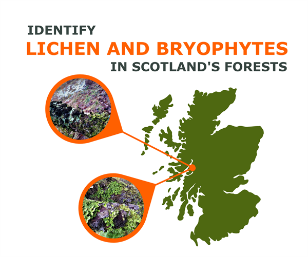 Identify Lichen and Bryophytes