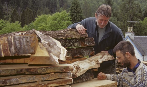 locals checking timber