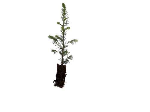 cut out conifer sapling