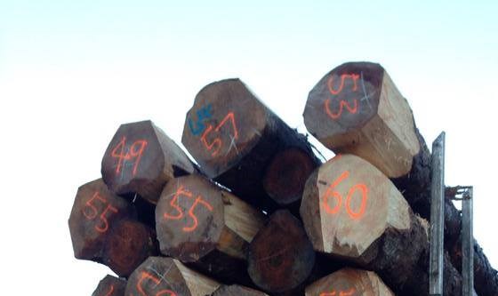 timber transport lorry